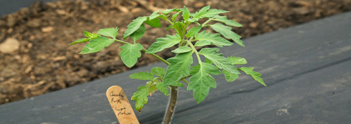 High tunnel grown grafted tomato plant for on-farm evaluation in Ohio.