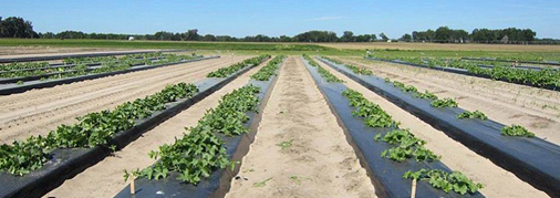 Grafted melon evaluation in Florida.