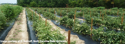Evaluation of grafted tomato for nitrogen use efficiency in open fields of North Carolina.