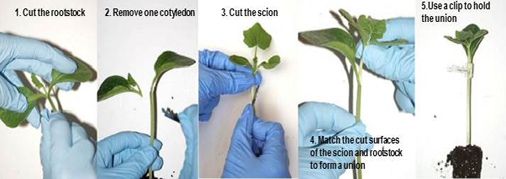 An up close grafting demonstration of the one cotyledon method for melon by Dr. Carol Miles and her team at Washington State University