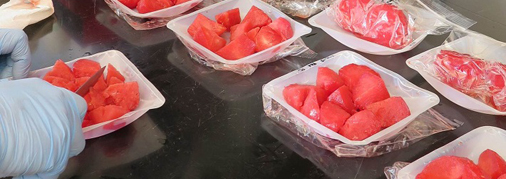Researchers from North Carolina State University prepare samples of grafted watermelon for lycopene analysis