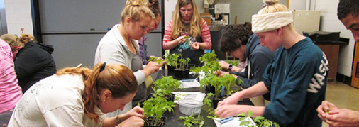 Sustainable Ag students at The OSU learn how to graft tomatoes and watermelon with the assistance of the Vegetable Production Systems Laboratory.
